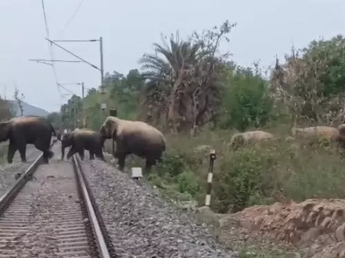 Chandil: चांडिल में ट्रेनों की रफ्तार पर हाथियों ने लगाई ब्रेक, वन विभाग अलर्ट