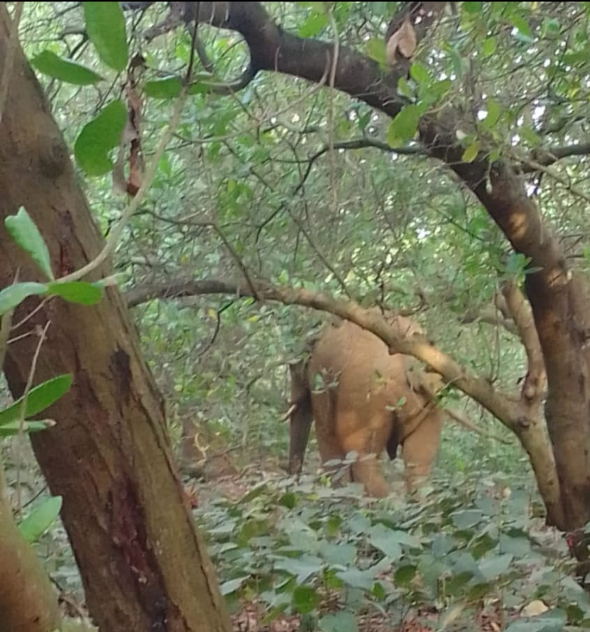 Saraikela : नीमडीह में जंगली हाथियों का आतंक, वन विभाग की कार्यशैली पर उठा सवाल