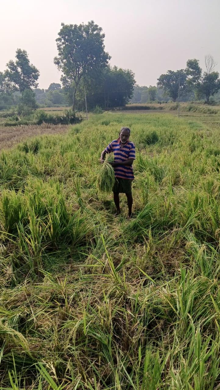 Baharagoda :  जंगली हाथियों के झुंड ने 4 एकड़ में लगे गरमा धान की फसल को रौंदा