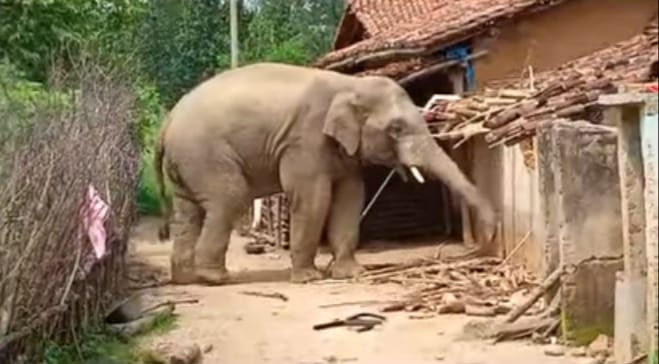 CHANDIL : ईचागढ़ में जंगली हाथियों ने डाला डेरा, ग्रामीण दहशत में