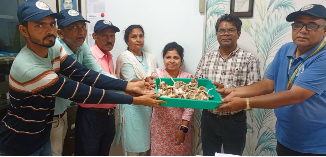 Jamshedpur: डॉ. अमरेश महतो ने विकसित की मशरूम की नवीन तकनीक, IIT खड़गपुर में मिला मंच