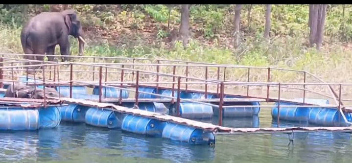 Chandil : ईचागढ़ विधान सभा क्षेत्र में हाथियों का आतंक, केज कल्चर को कर रहे क्षतिग्रस्त