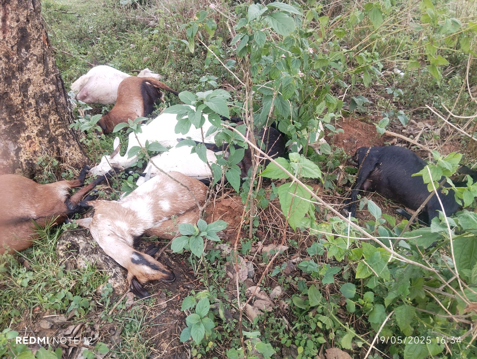 Deoghar: चारागाह में गिरी आकाशीय बिजली, कई मवेशियों की मौत