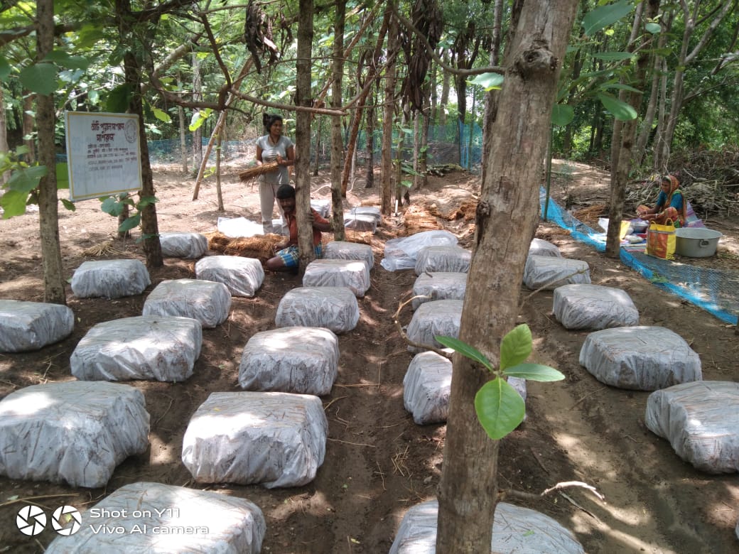 Jamshedpur: महिला किसान ने दिखाई राह, दो बीघा में शुरू की पेडी स्ट्रॉयड मशरूम की खेती