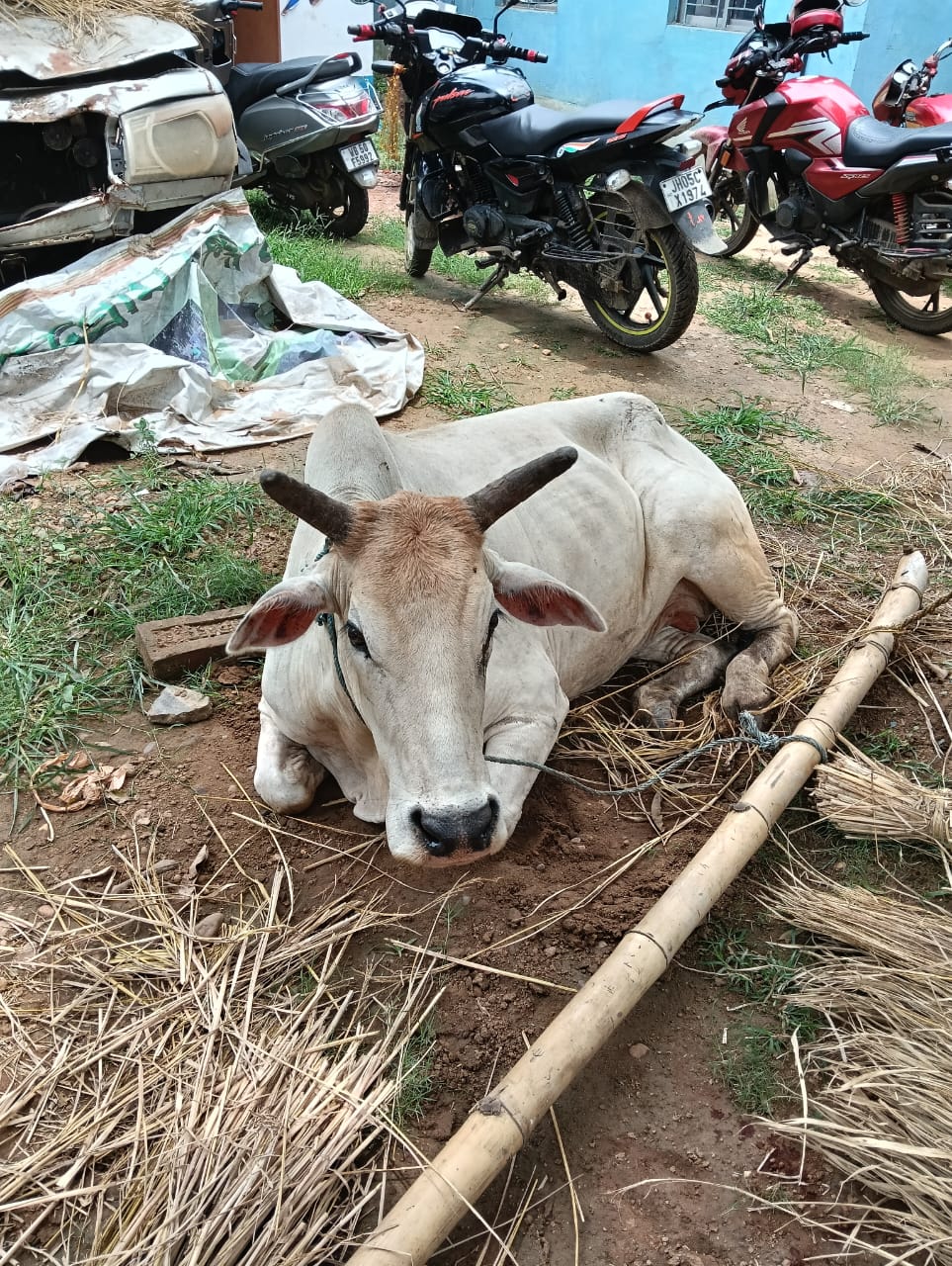 Jhargram: गौ तस्करी के खिलाफ अभियान, दो पिकअप वैन जब्त