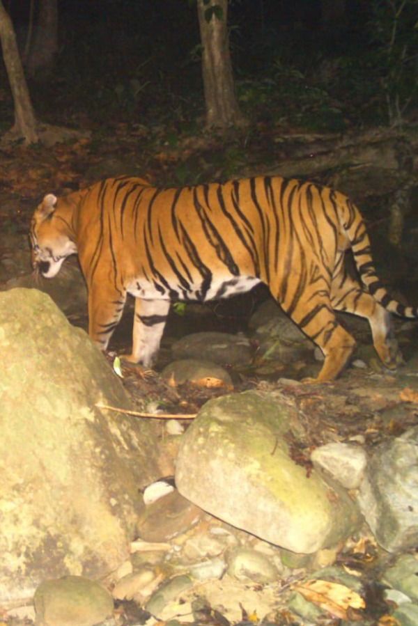 Muri : मुरी के मारदु गांव में दिखा बाघ, लोगों में दहशत