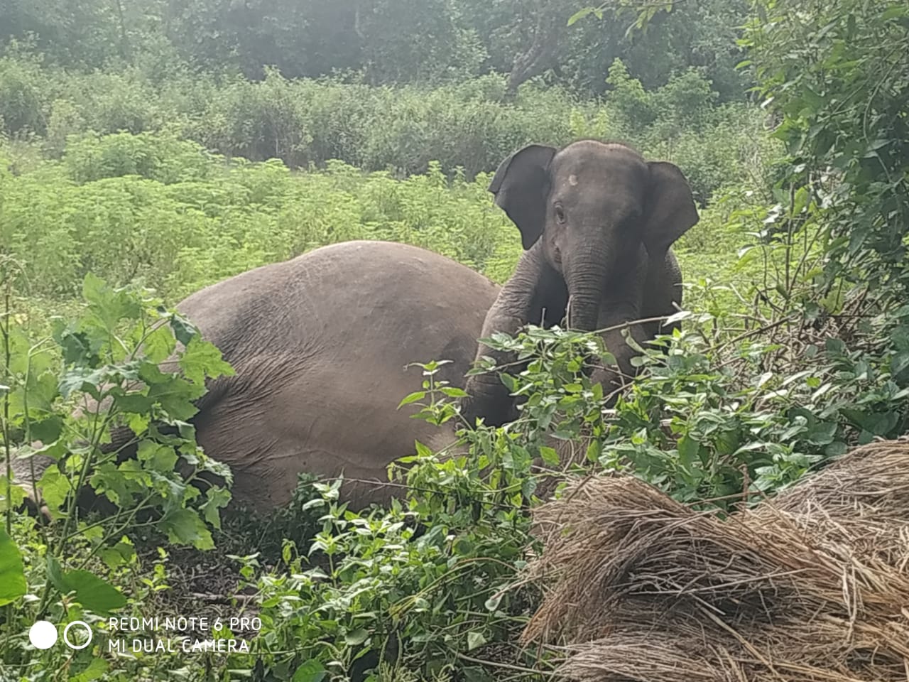 Seraikela :  नीमडीह में मादा हाथी की मौत, रातभर शव के पास विलाप करती रही छह माह की बेबी हाथी