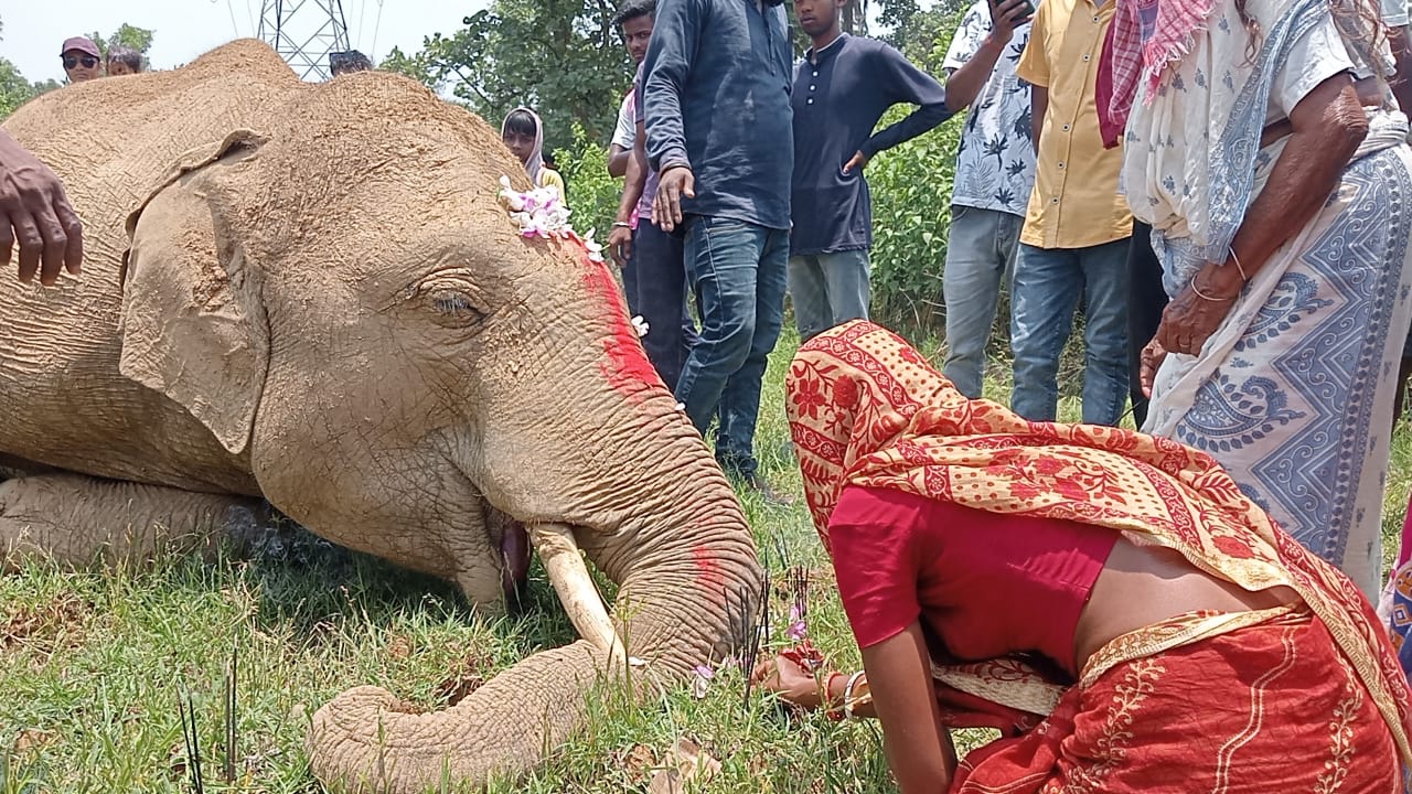 Saraikela: विषैला पदार्थ खाने से हाथी की मौत, वन विभाग की लापरवाही उजागर