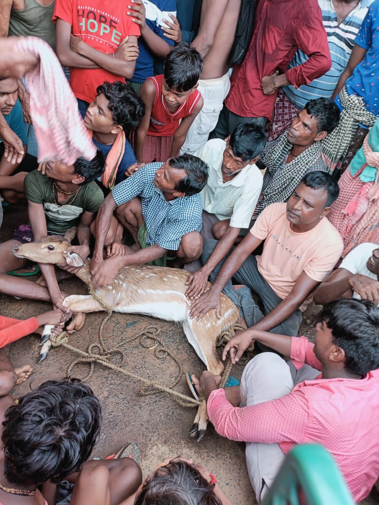 Bahragora: भटकते-भटकते गांव पहुंचा हिरण, वन विभाग ने किया रेस्क्यू