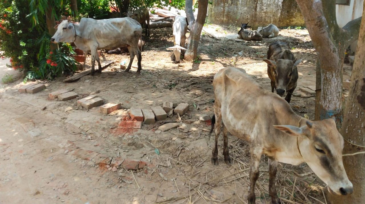 Jhargram: अवैध रूप से ले जाई जा रही 10 गाय बरामद, न्यायालय ने आरोपी को भेजा जेल