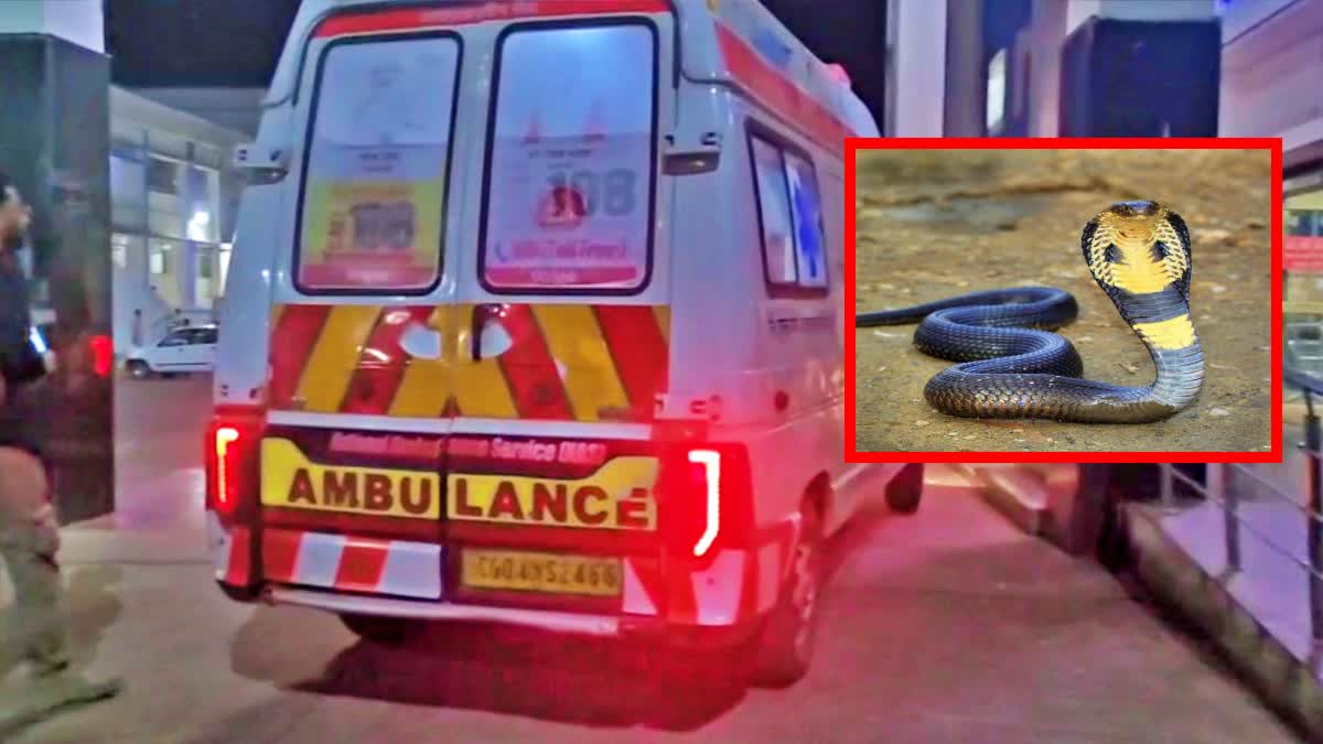 एंबुलेंस में मरीज के साथ कोबरा ले आए परिजन, फुफकार सुनकर मची अफरातफरी