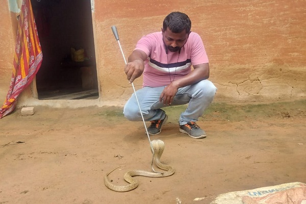 Seraikela : मिरगी गांव के एक घर में निकला 4 फीट लंबा जहरीला कोबरा, सर्प मित्र ने किया रेस्क्यू