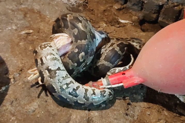 Gamhariya : मूसरीकूदर स्थित पॉल्ट्री फॉर्म में घुसा अजगर, कई मुर्गे को बनाया निवाला