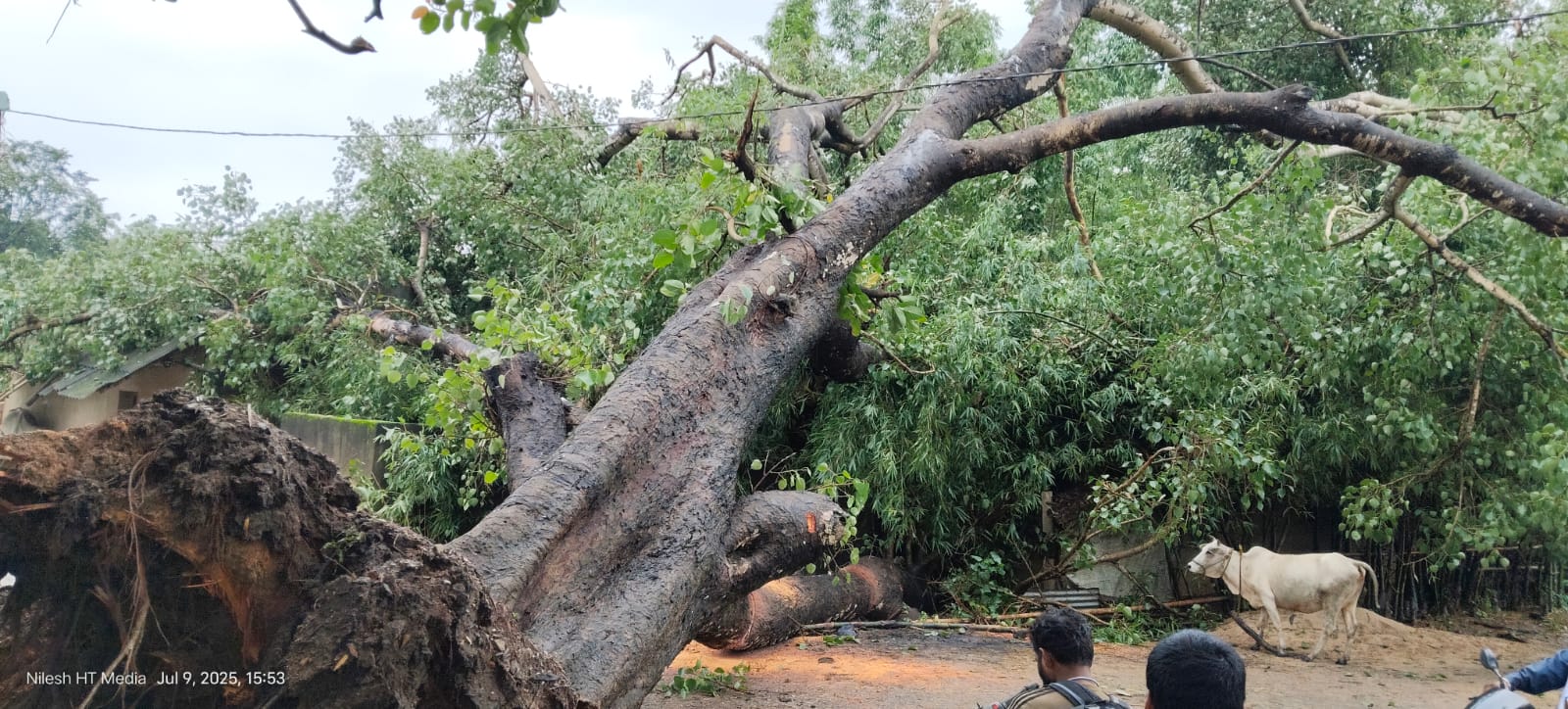 Bahragora: बारिश के दौरान जड़ से उखड़ गया विशाल पीपल वृक्ष, तीन घर क्षतिग्रस्त