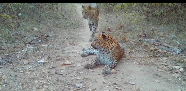 Purulia : अयोध्या पहाड़ियों की जंगल में देखे गए तेंदुए, अब बाघ की तलाश