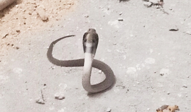 Gamharia: झामुमो कार्यालय में बैठक के बीच घुसा विषैला सर्प, मच गया हंगामा