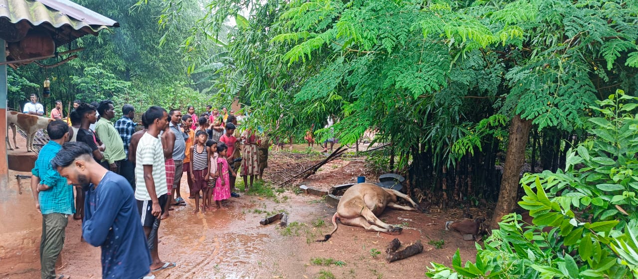 Bahragora: बहरागोड़ा में आकाशीय बिजली का कहर, दो बैलों की मौत