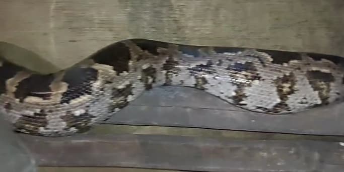 Gamharia: गम्हरिया के होटल में घुसा विशाल अजगर, मची अफरा-तफरी