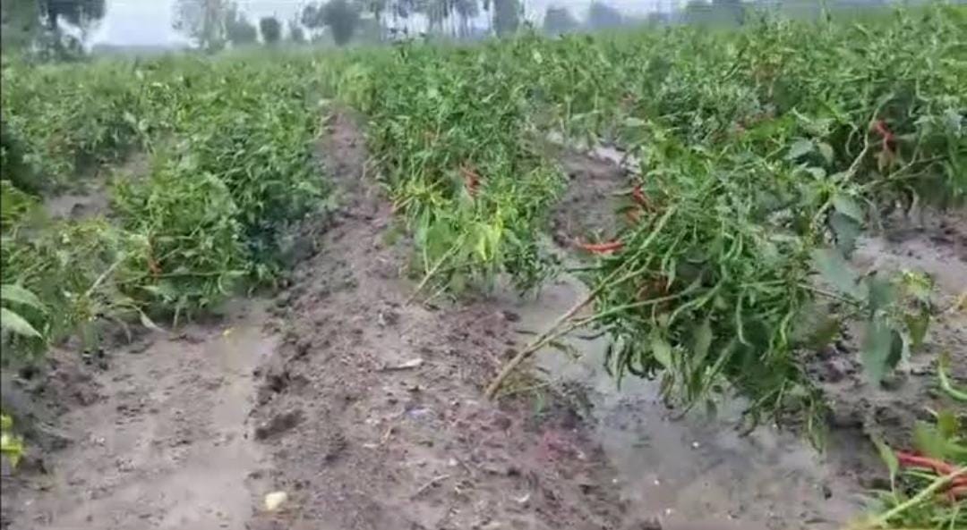 Bahragora: खेतों में बारिश का कहर, मंडी में बढ़े सब्जियों के दाम – लेकिन किसानों को नहीं मिला लाभ