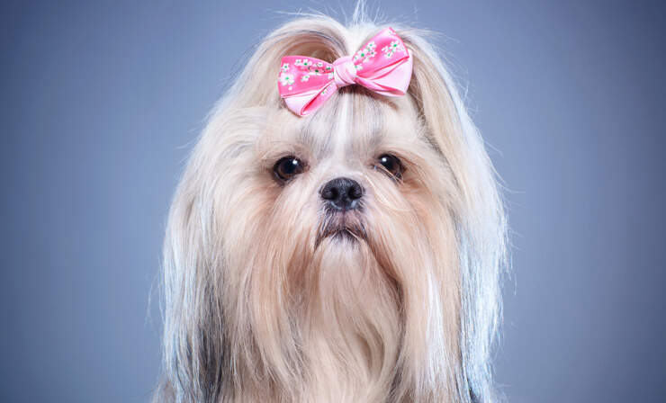 Bihar: सरकारी सिस्टम से हुआ मज़ाक, पिता–कुत्ता बाबू, मां–कुतिया देवी – Dog बाबू को मिला निवास प्रमाण पत्र