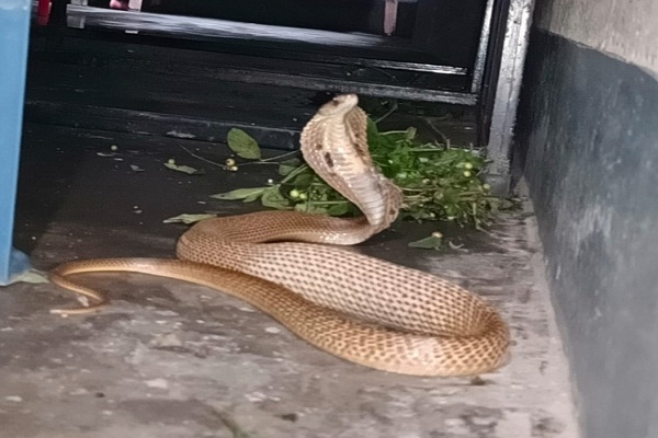 Gamharia : स्कूल में सांप घुसने से मची अफरा-तफरी, तीन घंटा दहशत में रहे बच्चे