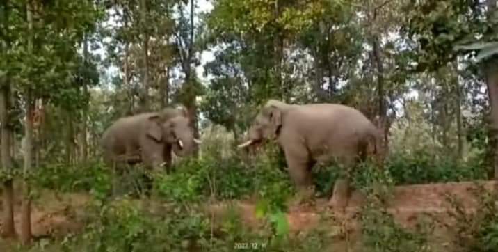 Chandil : नीमडीह में बाइक सवार दंपति पर हाथी ने किया हमला, पति घायल, पत्नी-बेटे ने भागकर बचाई जान