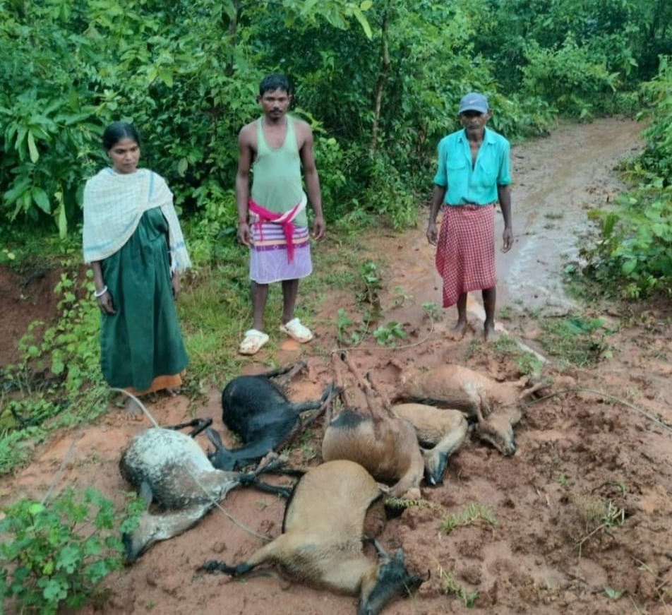 Gua : तितलीघाट में करंट प्रवाहित बिजली के तार की चपेट में आने से छह बकरियों की मौत