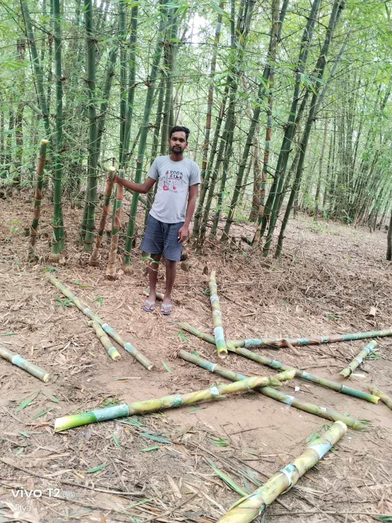 Bahragora: हाथियों के डर से सहमा गांव, बांस और धान की बर्बादी से संकट में ग्रामीण जीवन