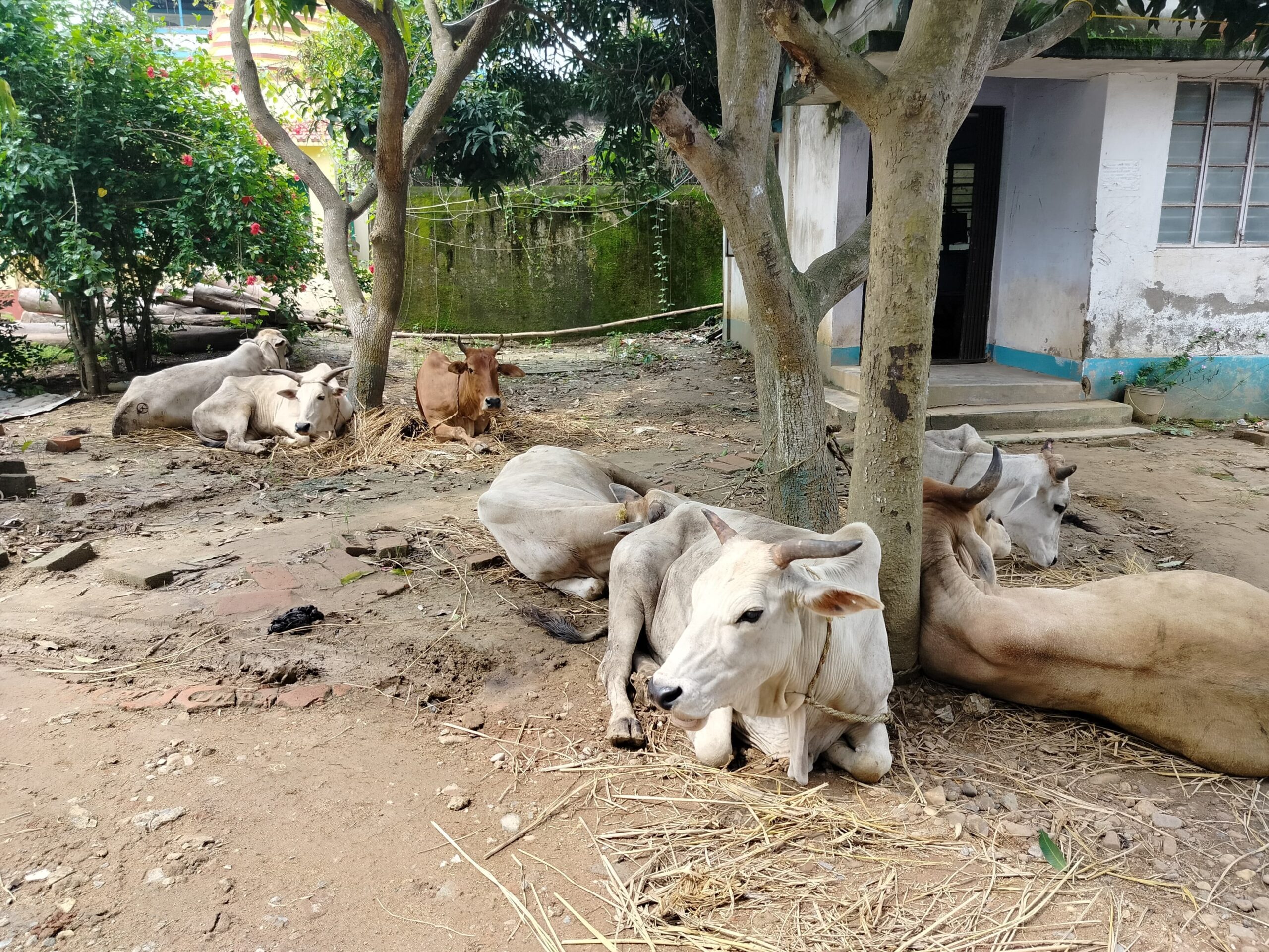 Jhargram: झाड़ग्राम में गौ तस्करी पर कसा शिकंजा, वैन जब्त – चालक गिरफ्तार