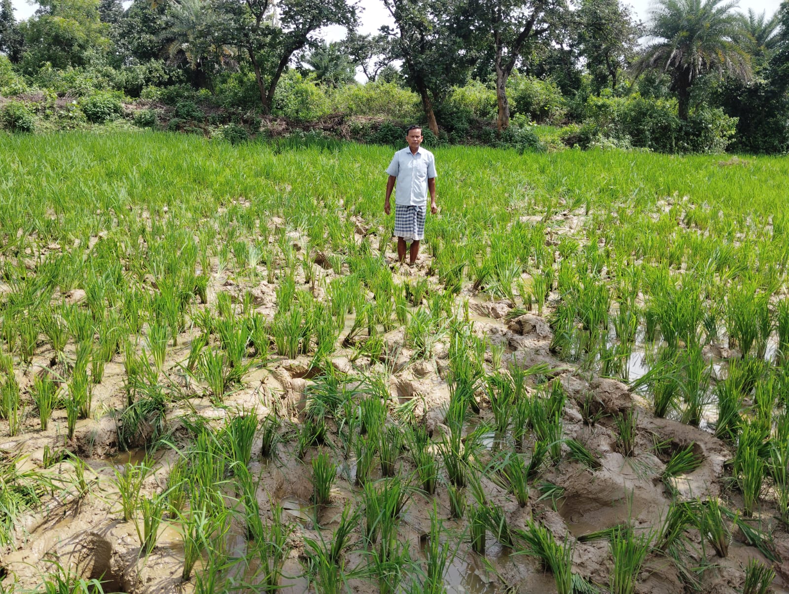 Saraikela: नीमडीह में हाथियों का भयंकर आतंक, धान की फसल रौंदी – किसानों ने मांगा मुआवज़ा