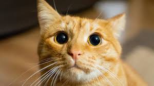 Bihar: बिहार में अब ‘कैट कुमार’ ने किया निवास प्रमाणपत्र का आवेदन, आवेदनकर्ता पर प्राथमिकी दर्ज