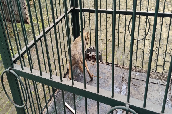 Seraikela : कुएं में गिरे मादा सियार को सर्प मित्र के सहयोग से सुरक्षित रेस्क्यू कर जंगल में छोड़ा गया