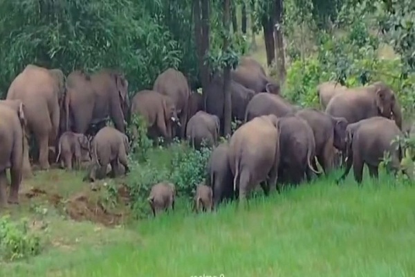 Bokaro : गोमिया रेंज में 42 हाथियों का झुंड पहुंचा, वन विभाग ने ग्रामीणों को किया सतर्क