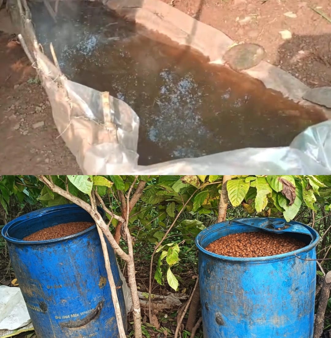 Jamshedpur: अवैध चुलाई शराब भट्टियों पर चला उत्पाद विभाग का डंडा, 1200 किलो महुआ हुआ नष्ट