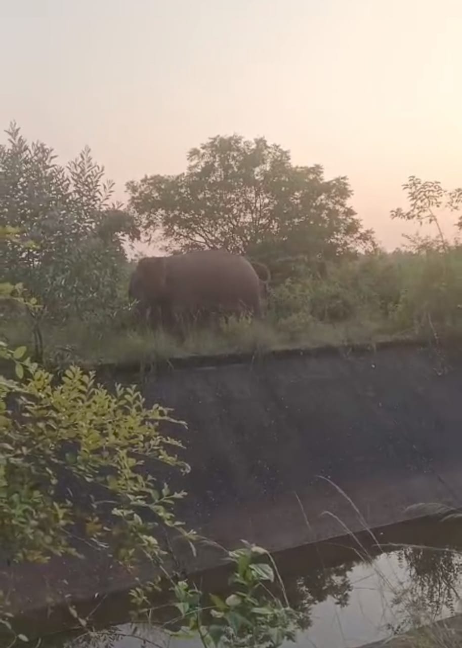 Bahragora: बहरागोड़ा में फिर लौटा जंगली हाथियों का आतंक, वन विभाग अलर्ट