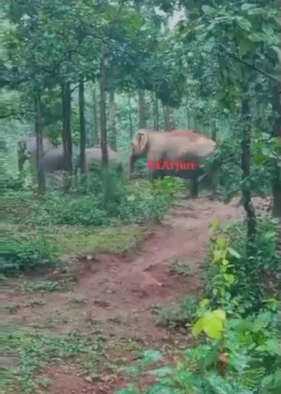 Bahragora: बहरागोड़ा में देखे गए आठ जंगली हाथी – मचा हड़कंप, वन विभाग मुस्तैद