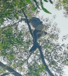 Patamda: पटमदा में किसान की दुखद मौत, जंगल में फांसी से लटका मिला शव