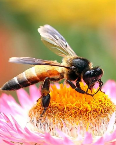 Bahragora: बहरागोड़ा में मधुमक्खियों का हमला, 62 वर्षीय बुजुर्ग की मौत