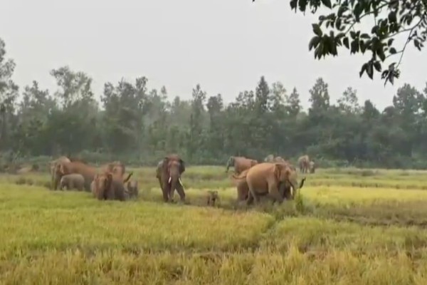 Jhargram: लगातार दो दिन से खेतों में हाथियों का आतंक, किसानों में दहशत