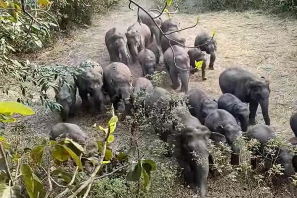 Chaibasa: 45 हाथियों का झुंड पहुंचा जगन्नाथपुर, सुबह से गूंज रही हाथियों की चिहाड़ – किसान चिंतित