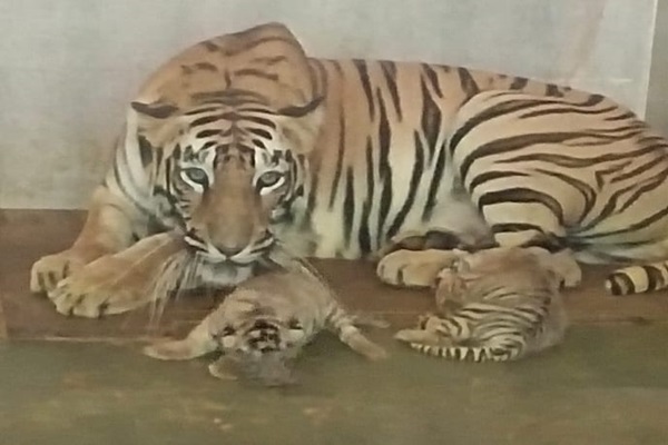 Jamshedpur : मेघना बाघिन ने टाटा स्टील जूलॉजिकल पार्क में दिया दो शावकों को जन्म