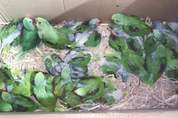 Jamshedpur : साकची गोलचक्कर पर वन विभाग की बड़ी कार्रवाई : 100 से अधिक तोते जब्त, दो गिरफ्तार