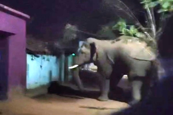 Baharagoda : बहरागोड़ा में हाथी का आतंक, गांवों में दहशत का माहौल