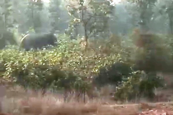 Baharagoda : बहरागोड़ा के मांगड़ोसोल गांव में हाथियों का आतंक, फसलें रौंदी गईं