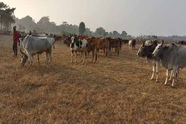 Muri : तस्करों से जब्त किए गए 58 गौवंशीय पशु भेजे जाएंगे गौशाला