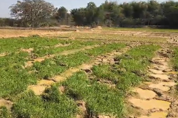 Baharagoda : खेती पर भारी ‘गजराज’ का कहर, शालदोहा में हाथियों ने रौंदी किसानों की मेहनत