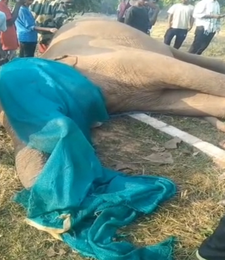 Gua : दंतैल हाथी की संदिग्ध मौत, करंट लगने की आशंका; जांच में जुटा वन विभाग