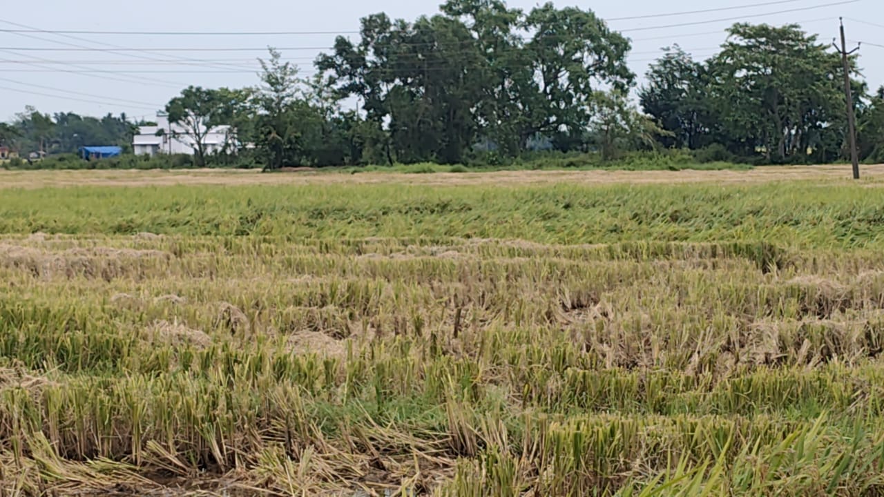 Bahragora : बहरागोड़ा में आंधी-तूफान ने बरपाया कहर, कटी हुई फसलें हुईं बर्बाद