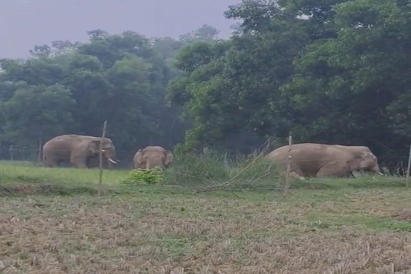 Bahragora : बहरागोड़ा में हाथियों ने डाला डेरा, मटिहाना-चाकुलिया सड़क पर रात का सफर हुआ जोखिम भरा