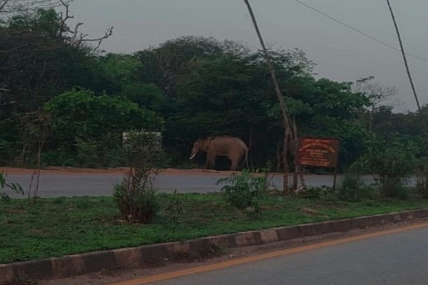 Bahragora : बहरागोड़ा में गजराज का आतंक, एनएच-49 पर आ धमका हाथी, फसलों को रौंदा, दहशत में ग्रामीण